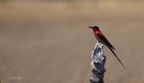 Carmine Bee Eater Carmine Bee Eater